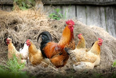 Eine Gruppe von Hühnern